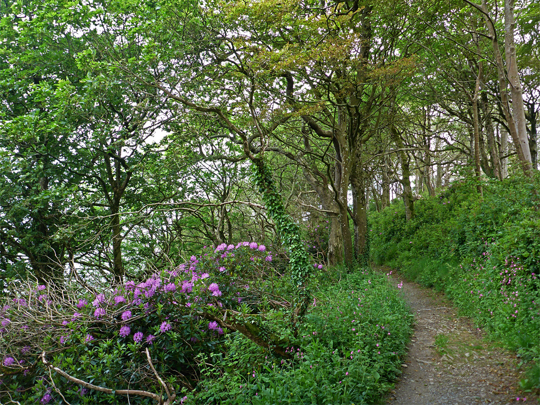 Rhododendrons