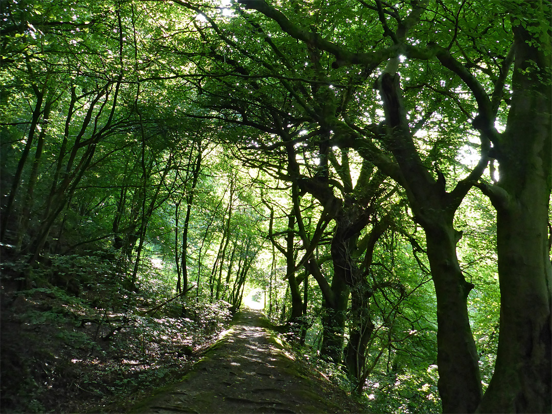 Wooded tramway