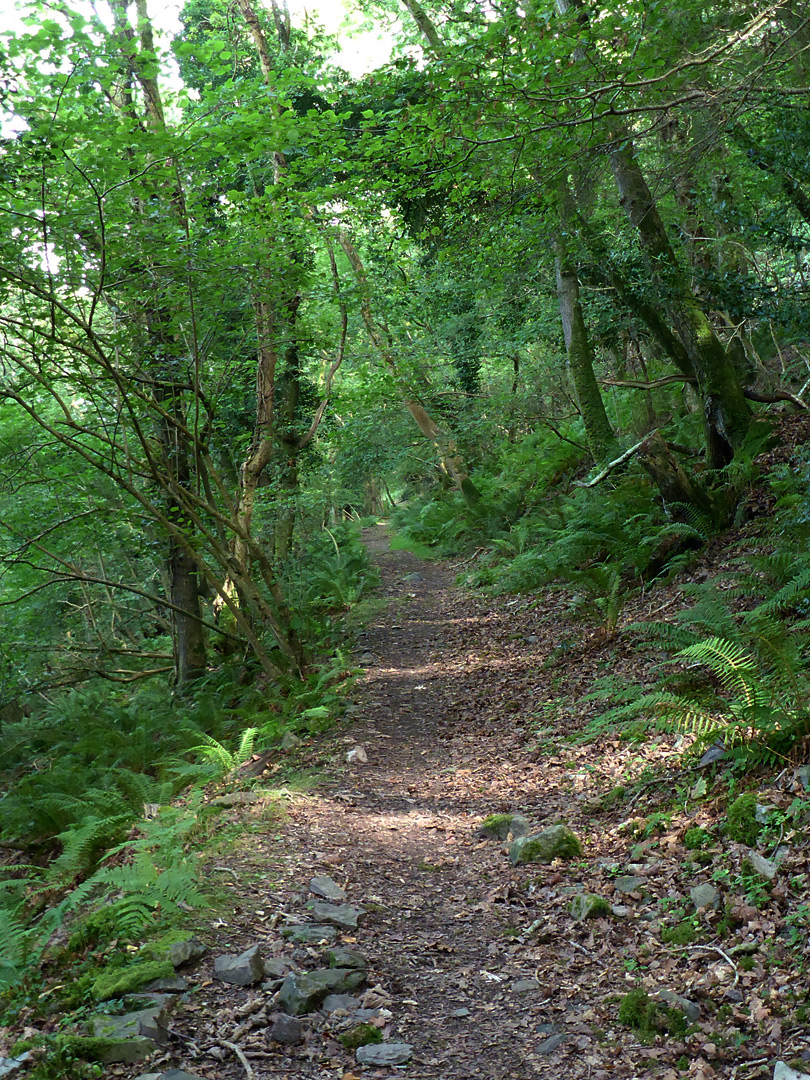 Path through Embelle Wood