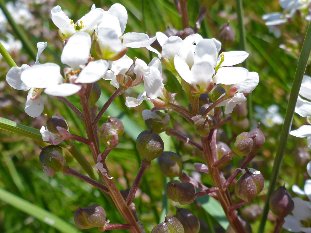 Flowers and fruits