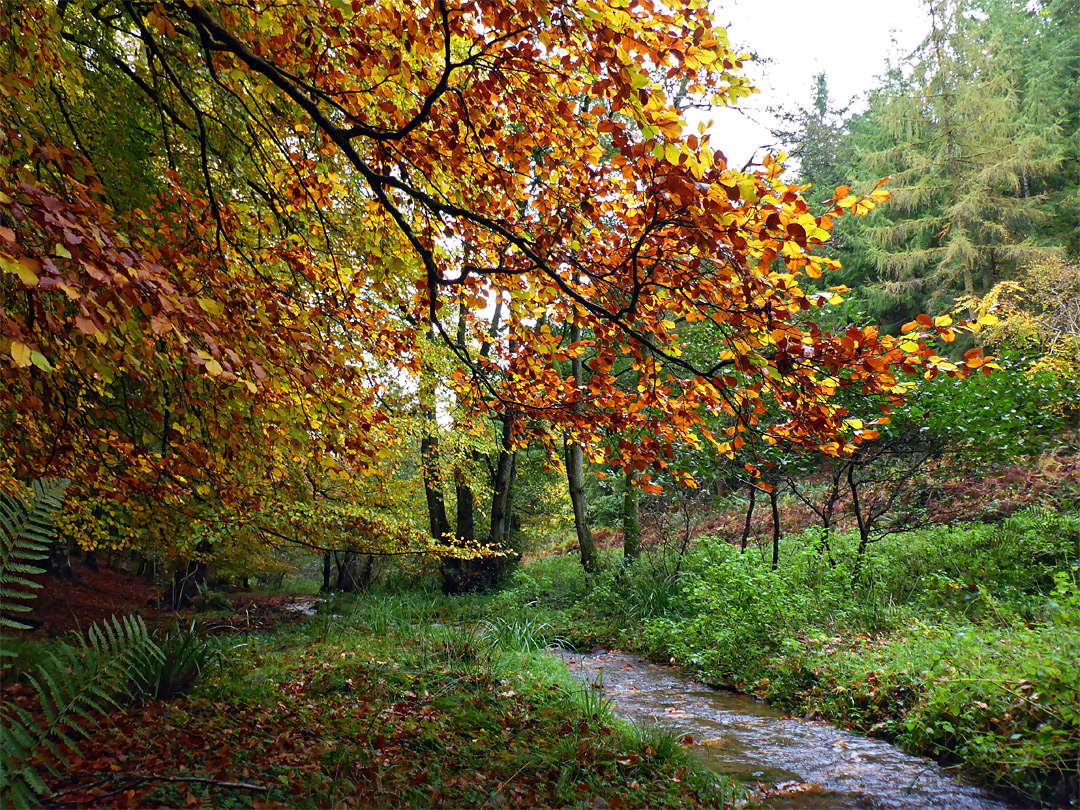 Spreading branches