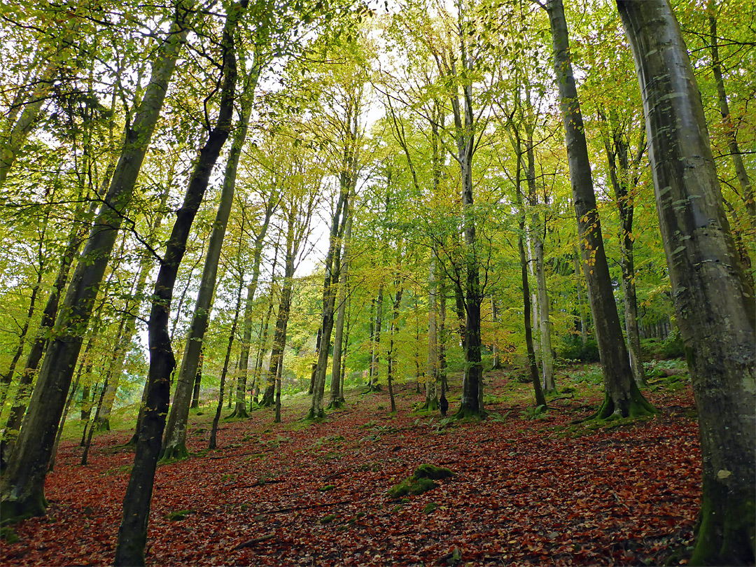 Beech woodland