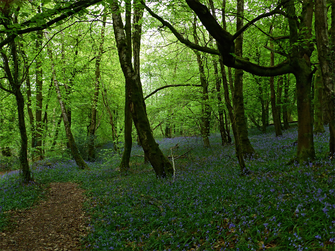 Path through bluebells