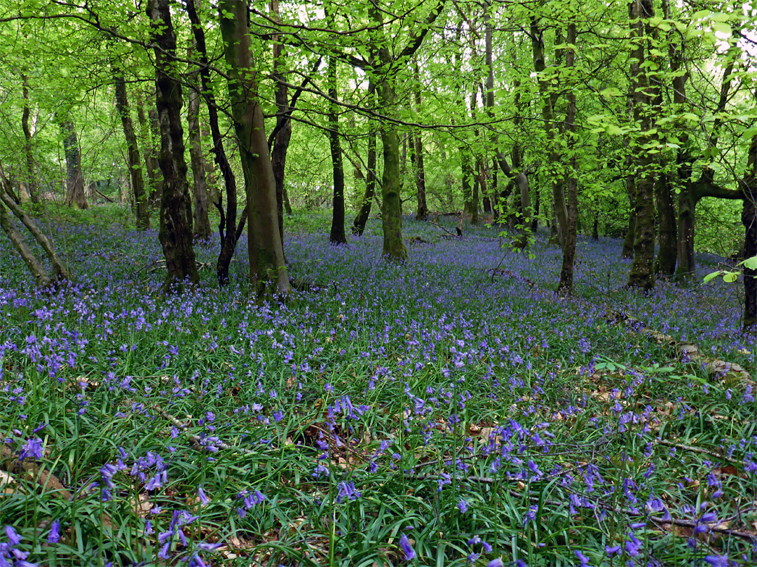 Bluebells and trees