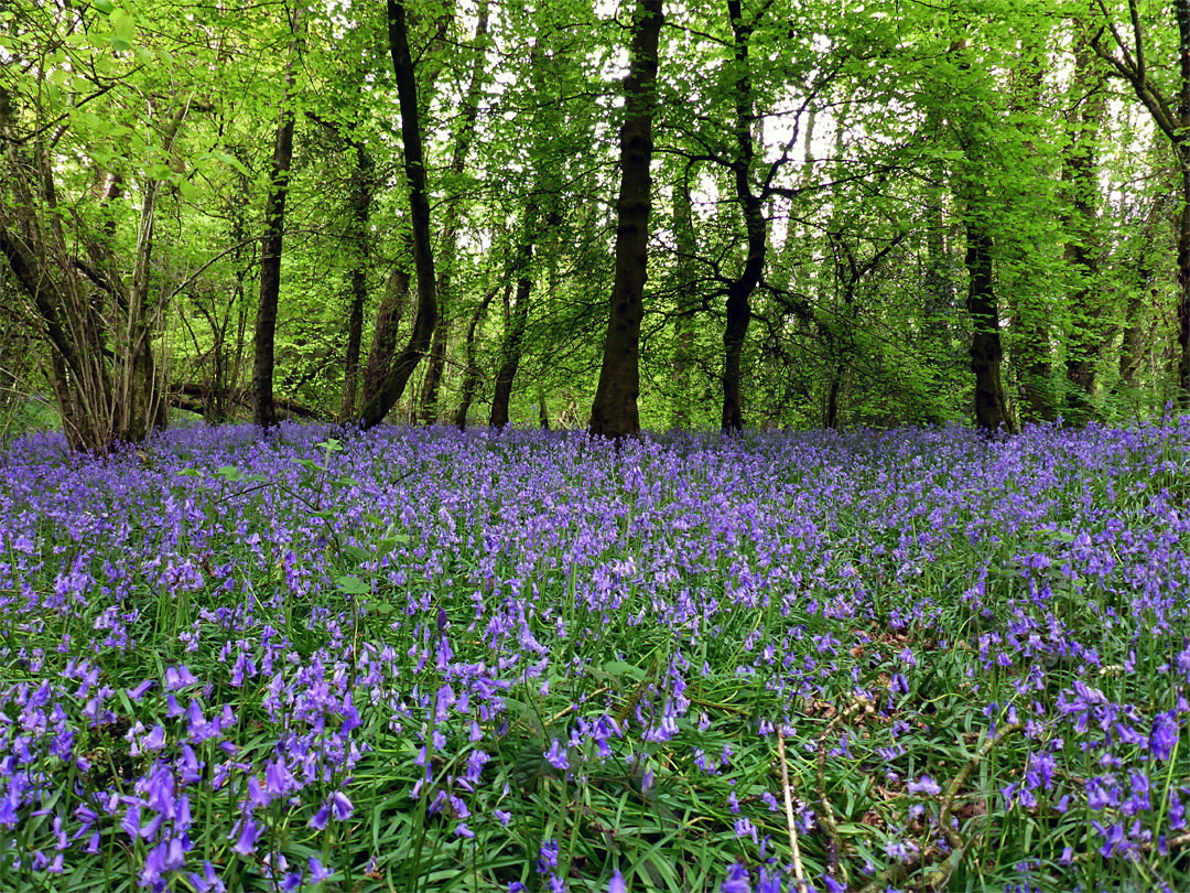 Many bluebells