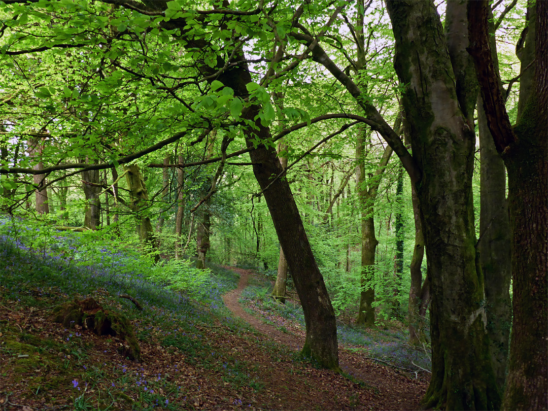 Path north of the stream