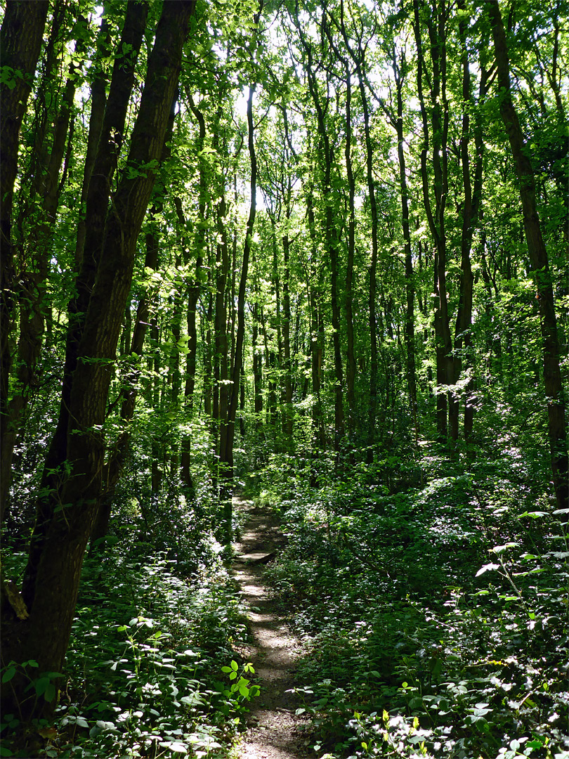 Path through the trees