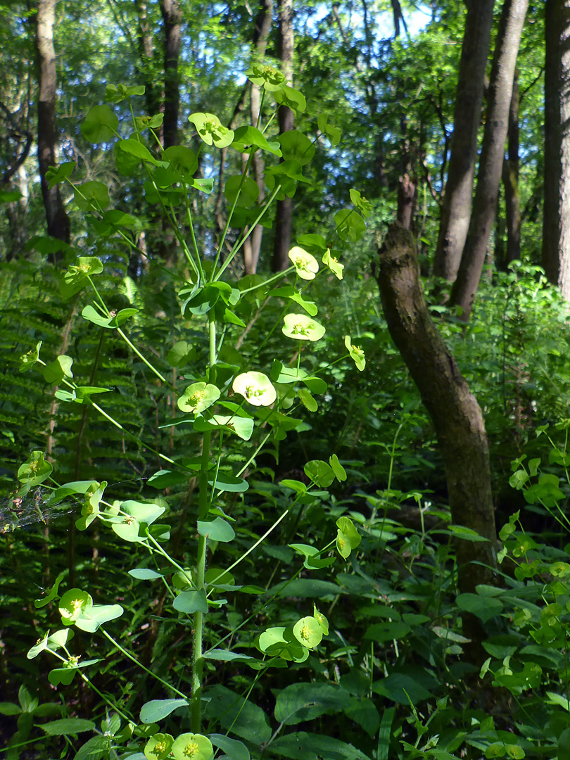 Wood spurge