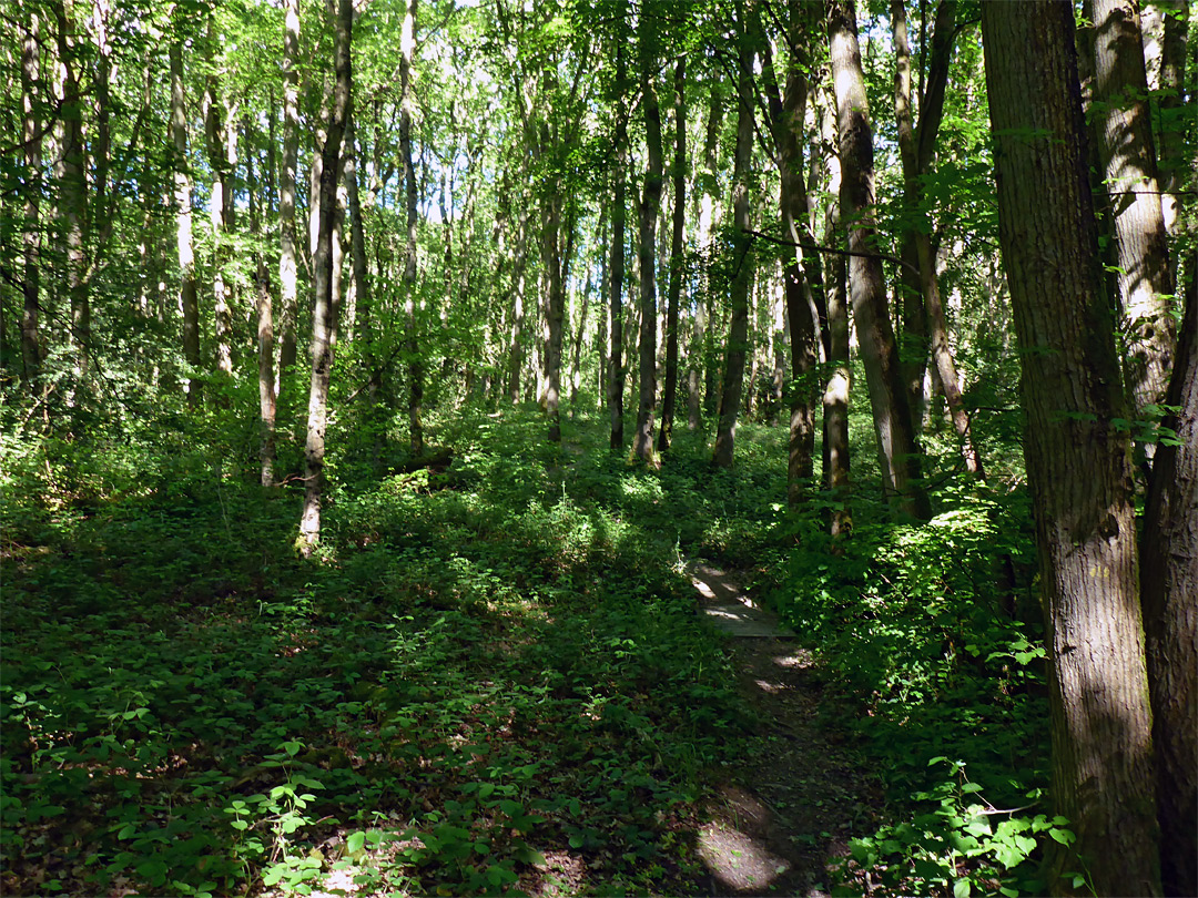 Shadowy trees