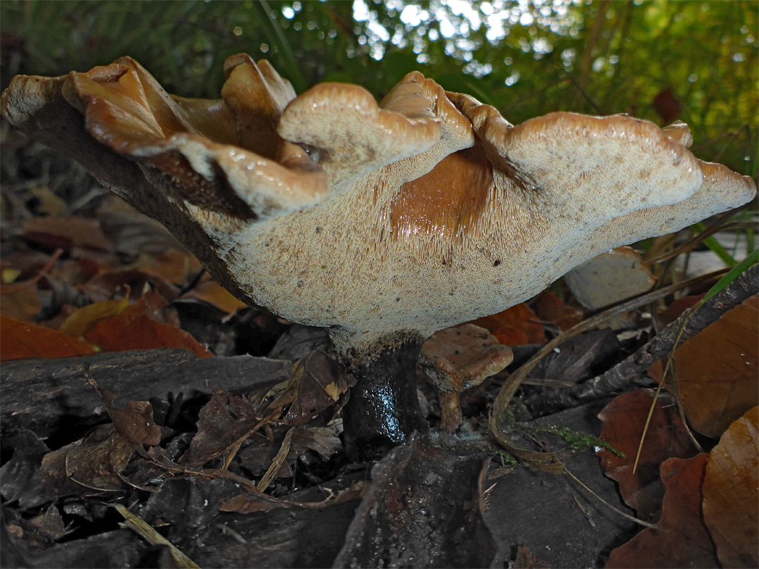 Bay polypore - stem