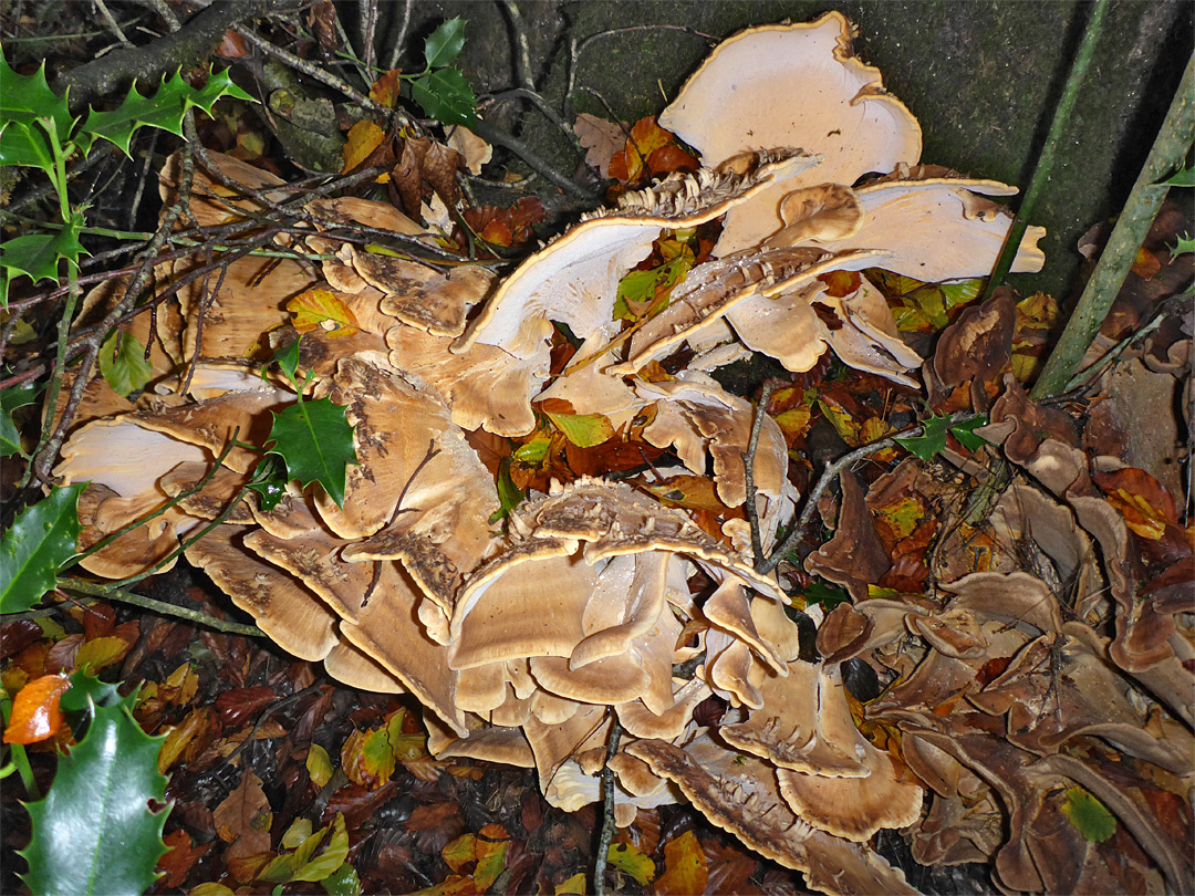 Giant polypore