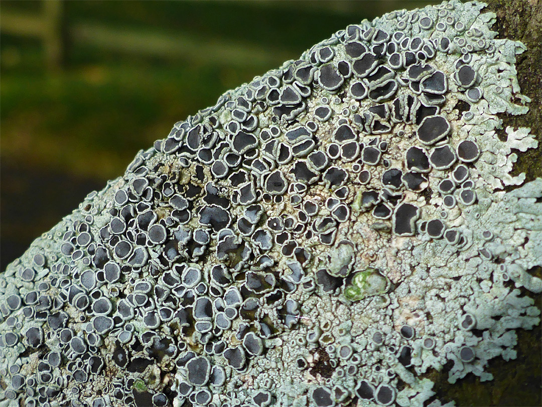 Hoary rosette lichen