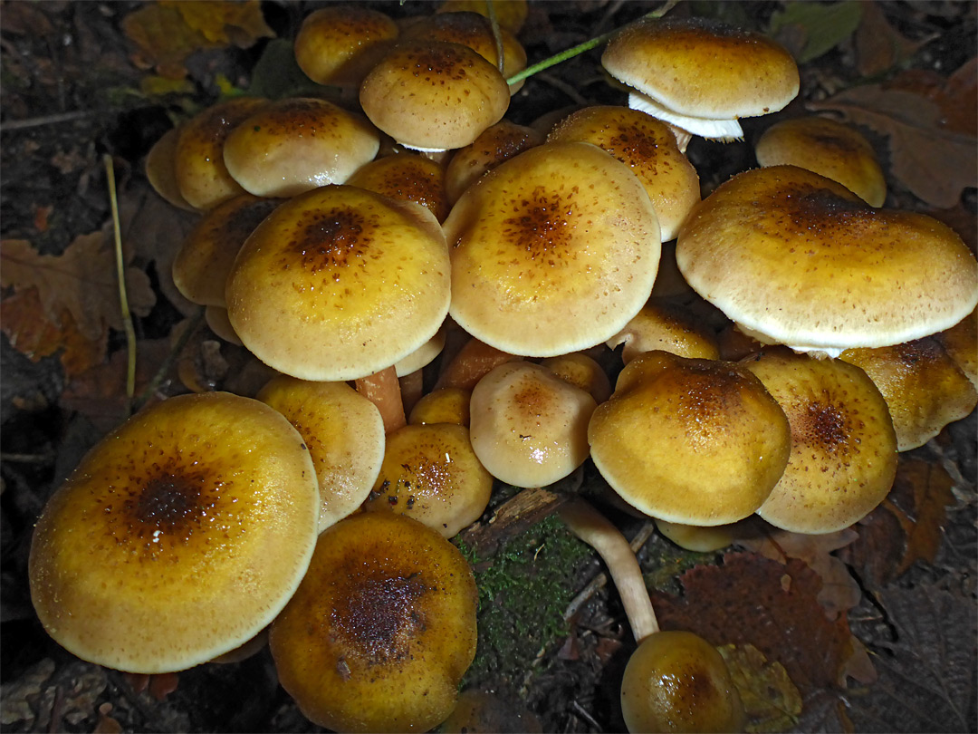 Honey fungus