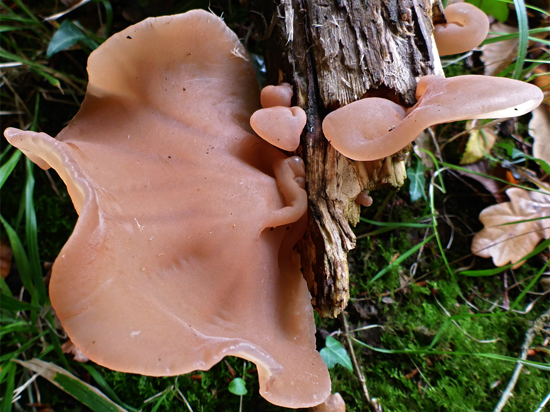 Jelly ear