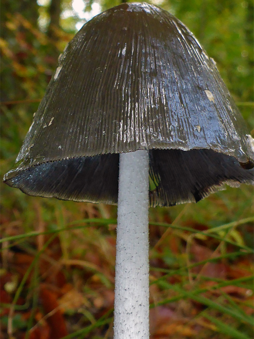 Magpie inkcap