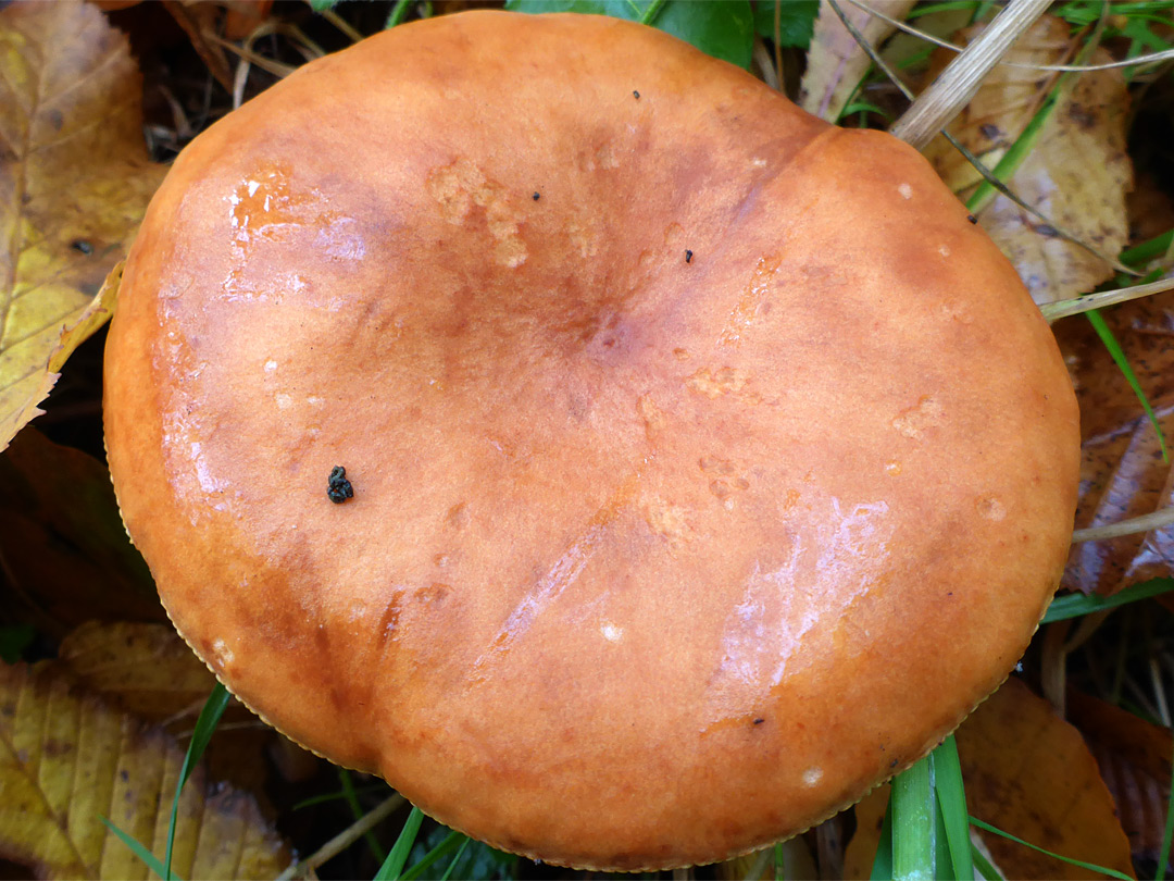 Milkcap