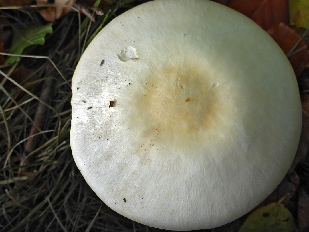 Wood mushroom