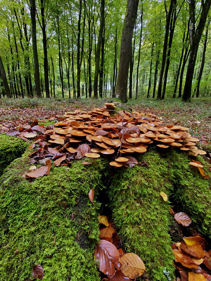 Mossy stump