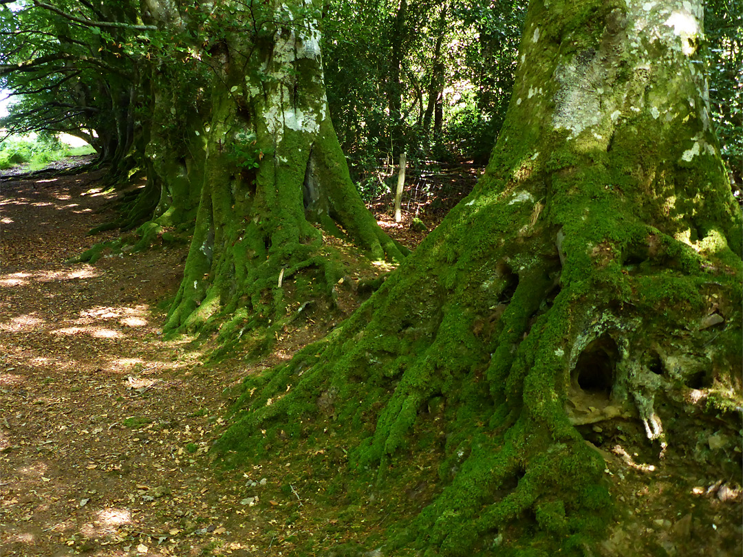 Mossy trees