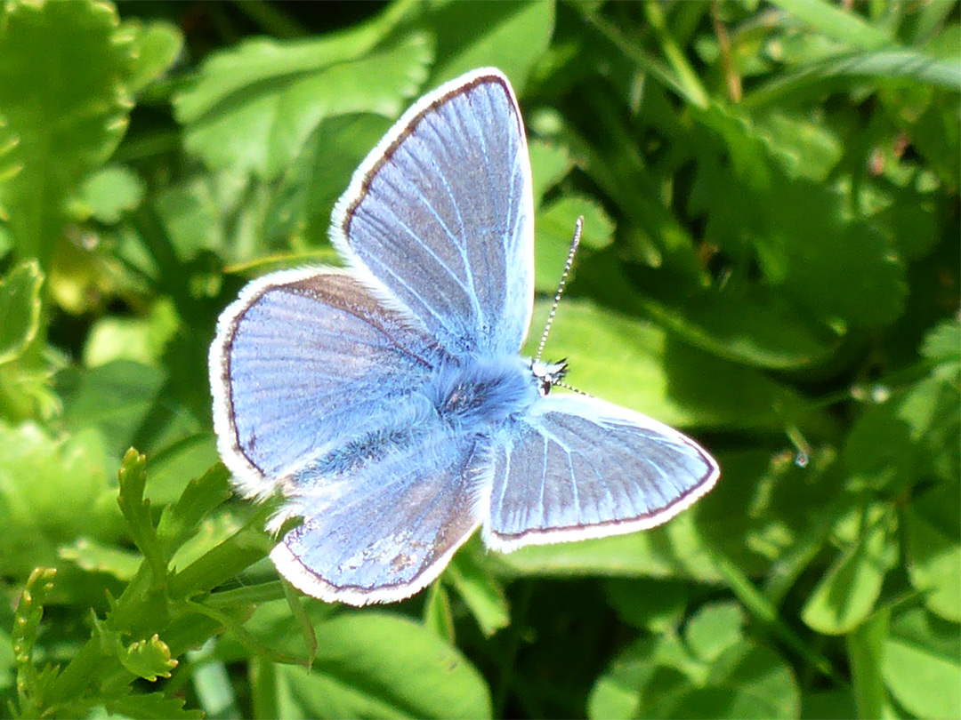 Common blue butterfly