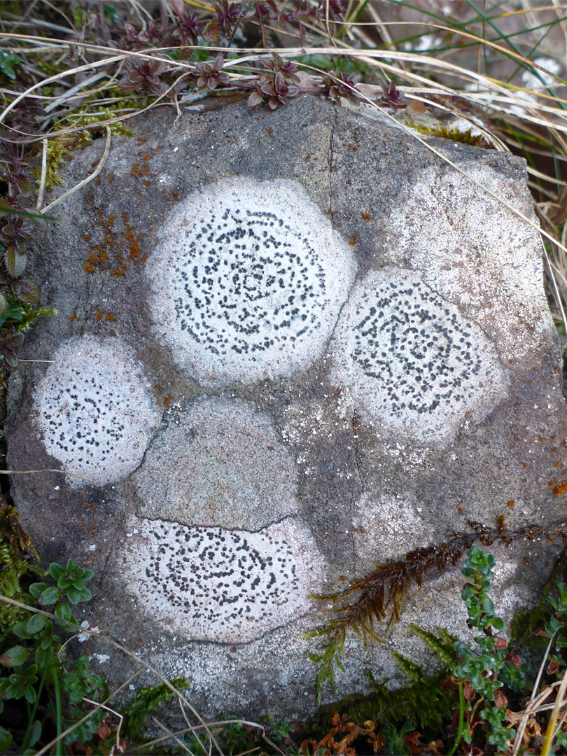 Concentric boulder lichen
