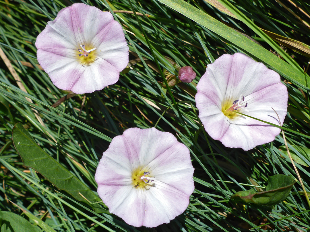 Field bindweed