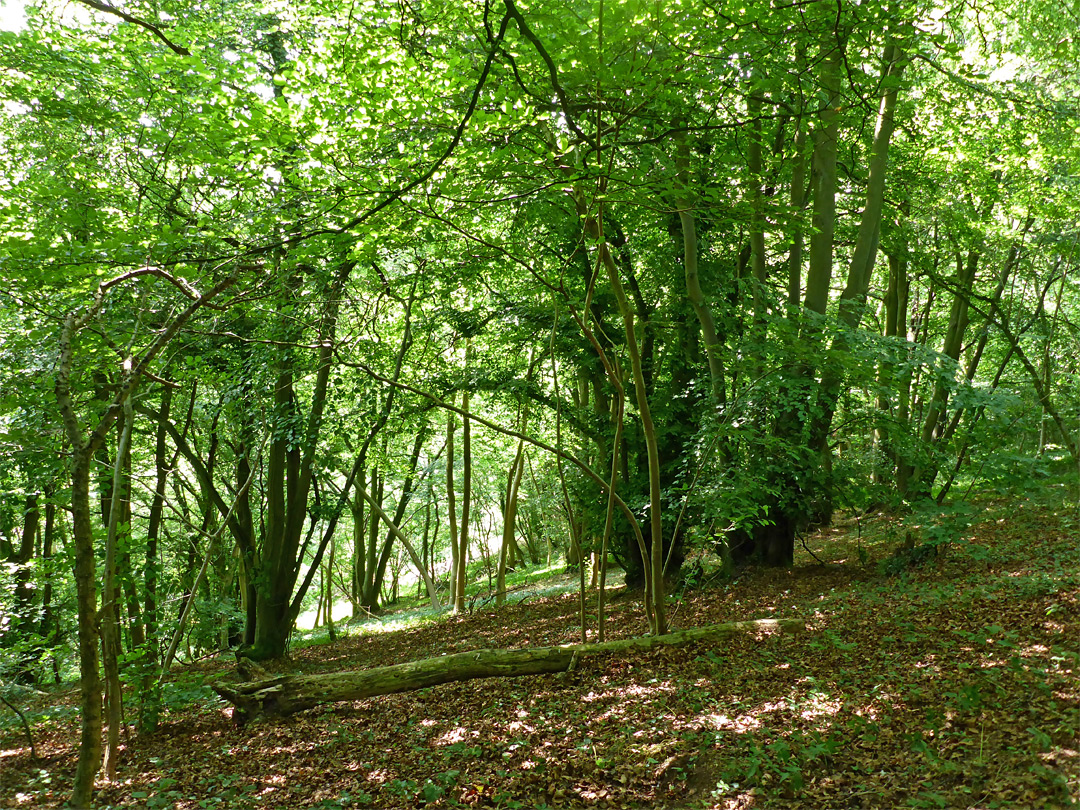 Trees of Conygre Wood