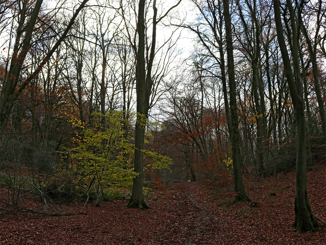 Leaves on the path