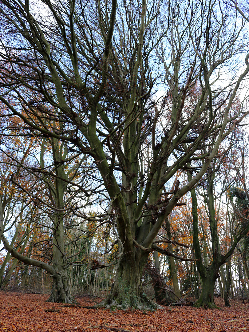 Leafless trees