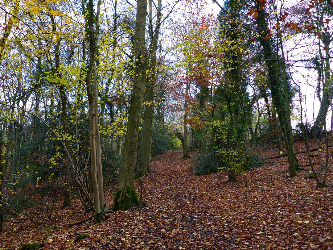 Path through the woods