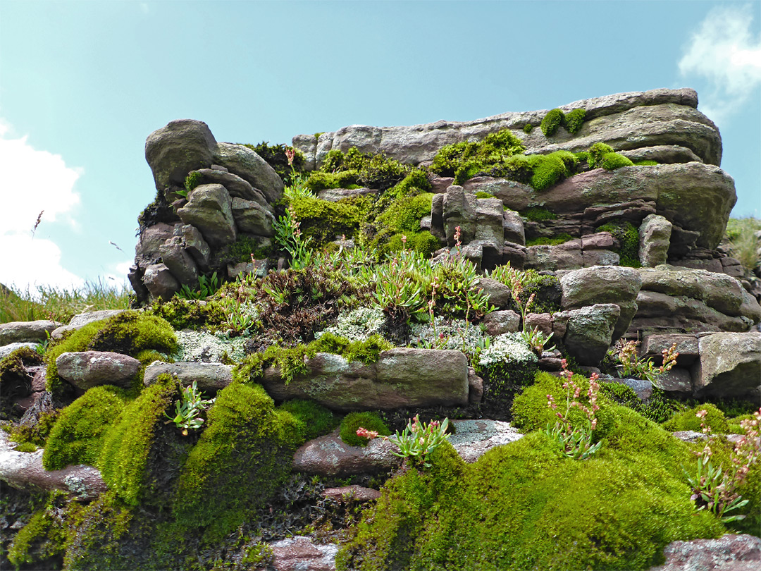 Rock plants