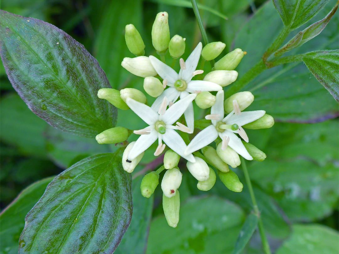 White flowers