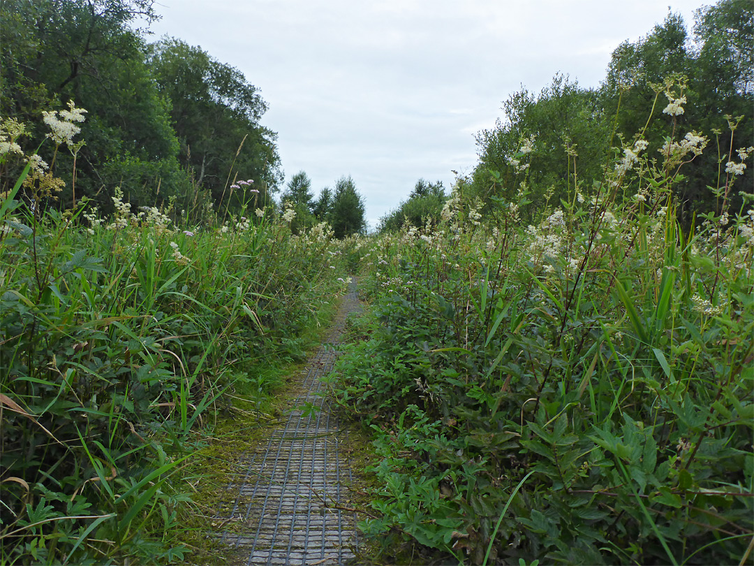 Path through meadowsweet