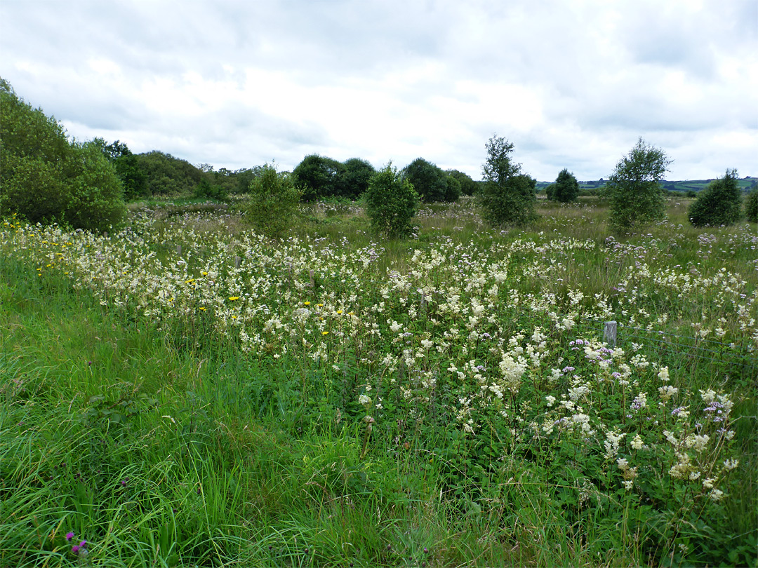 Flowers by the old railway