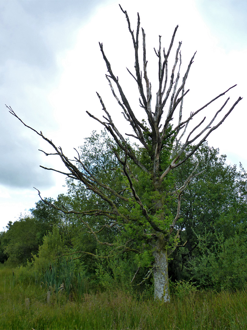 Dead tree