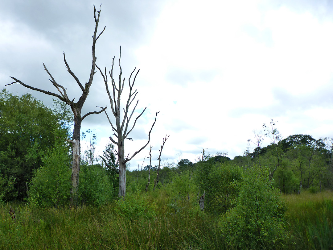 Bushes and trees