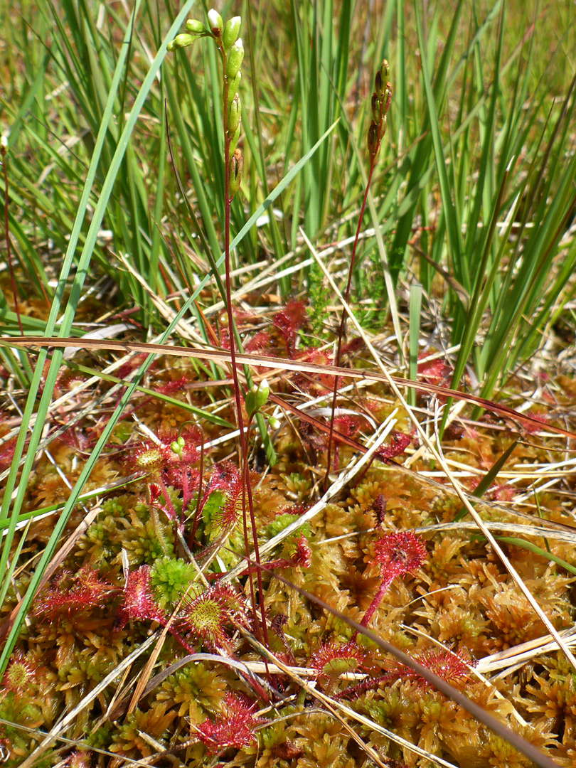 Round-leaved sundew