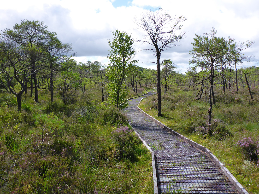 Trail in the South Basin