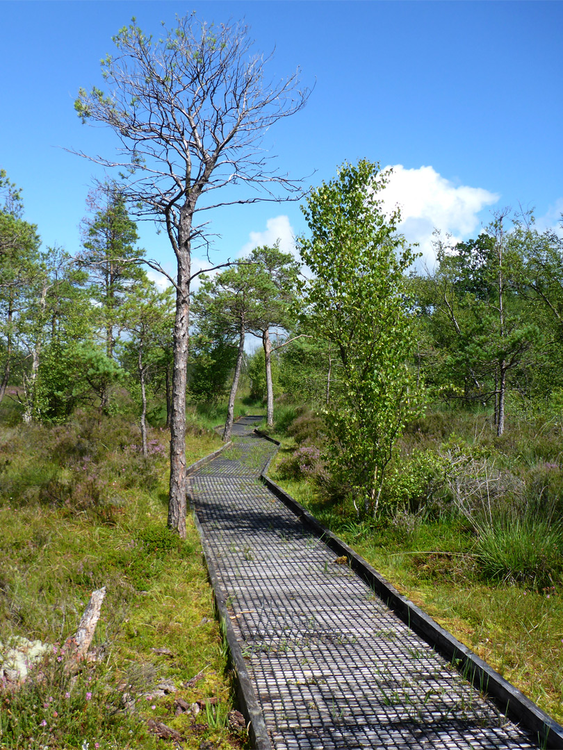 Zig-zag path