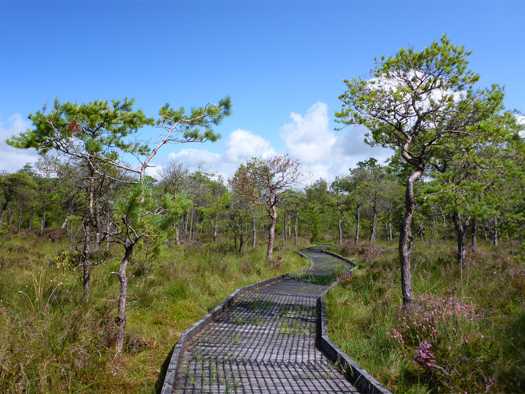 Trees and heather