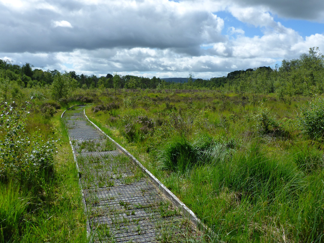 Overgrown path