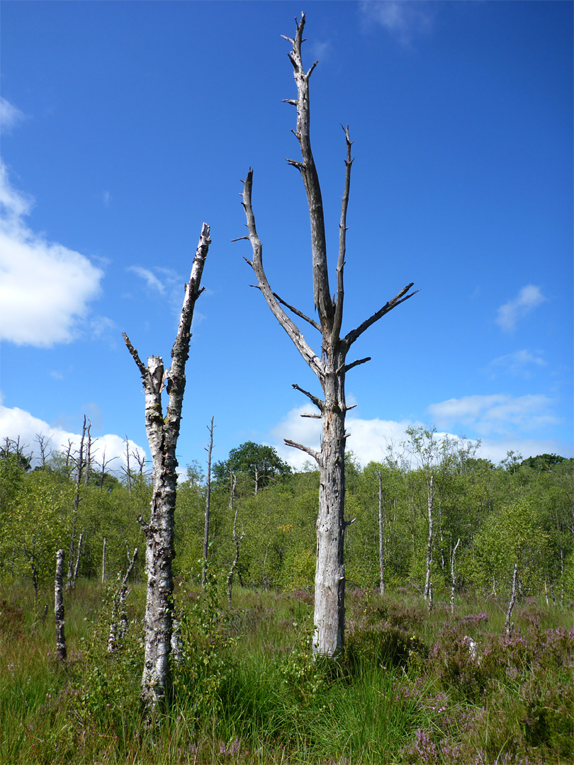 Two dead trees