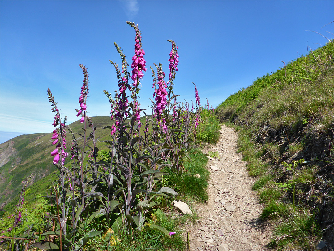 Foxgloves