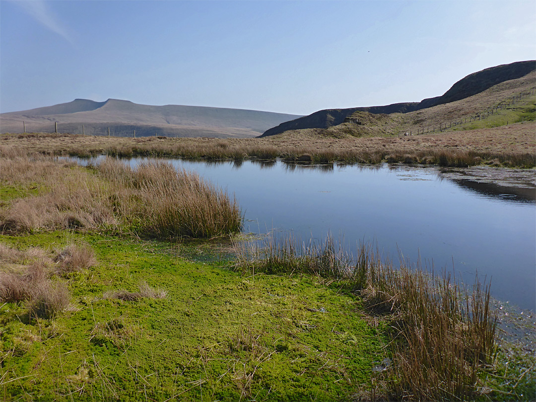 Bog and pond