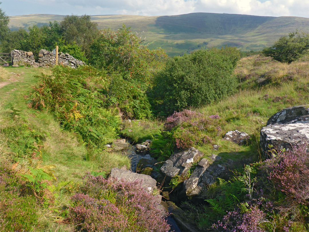 Heather by the stream