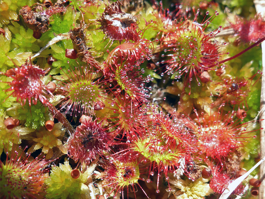 Round-leaved sundew