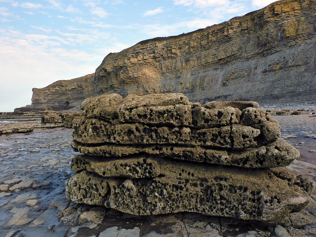 Barnacle-covered rock