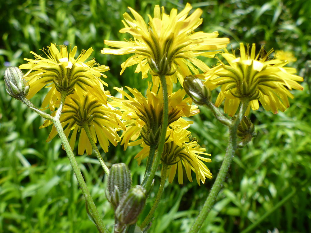 Rough hawksbeard