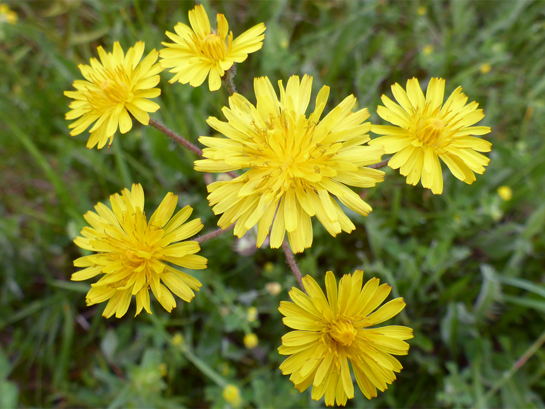 Six flowerheads