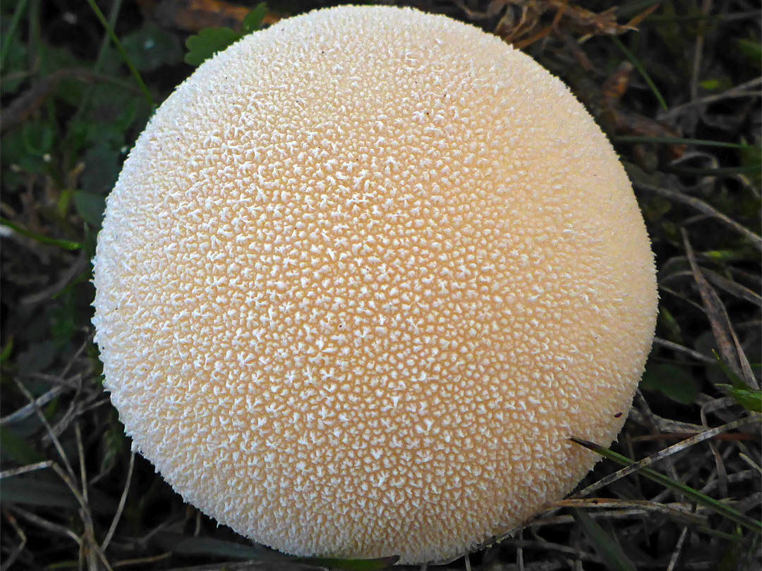 Meadow puffball